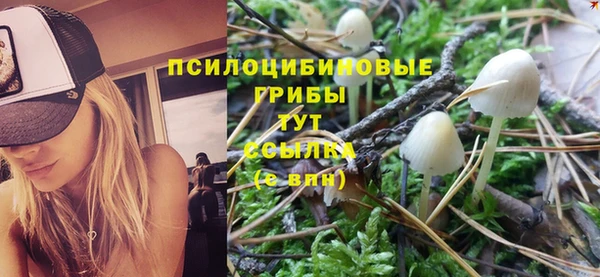 хмурый Тайга